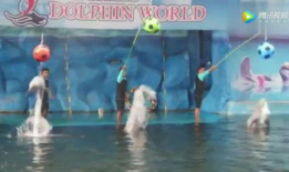 海豚表演视频,揭秘海豚表演的奇妙瞬间